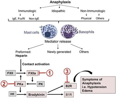 The bradykinin-forming cascade in anaphylaxis and ACE-inhibitor induced angioedema/airway obstruction
